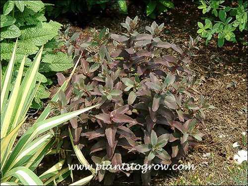 A plant in late June.